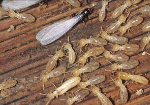 Subterranean Termite Control in & near Moreno Valley & Riverside, CA