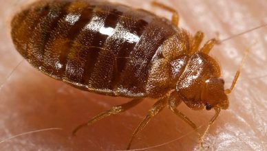 Bed Bug control in & near Riverside and Moreno valley, CA