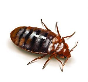 Bed Bug Exterminator and Treatment in & near Moreno Valley & Riverside, CA