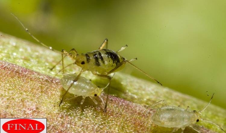 Aphids - Houseplants Showing Symptoms of Pest Attack