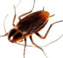 Roach Control in & near Moreno Valley & Riverside, CA