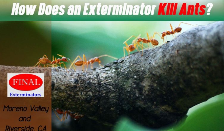 How to Kill Ants in Moreno Valley?
