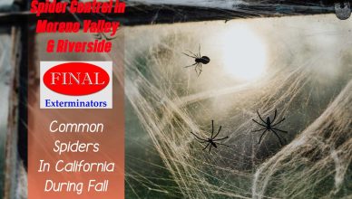 Common Spiders in California During Fall