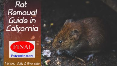Rat Removal Guide in California