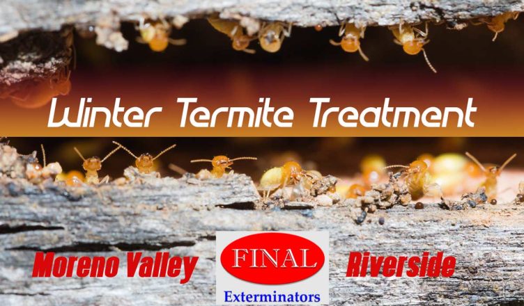 Winter Termite Treatment in Moreno Valley and Riverside