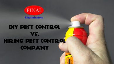 DIY Pest Control vs Pest Control Company in Moreno Valley