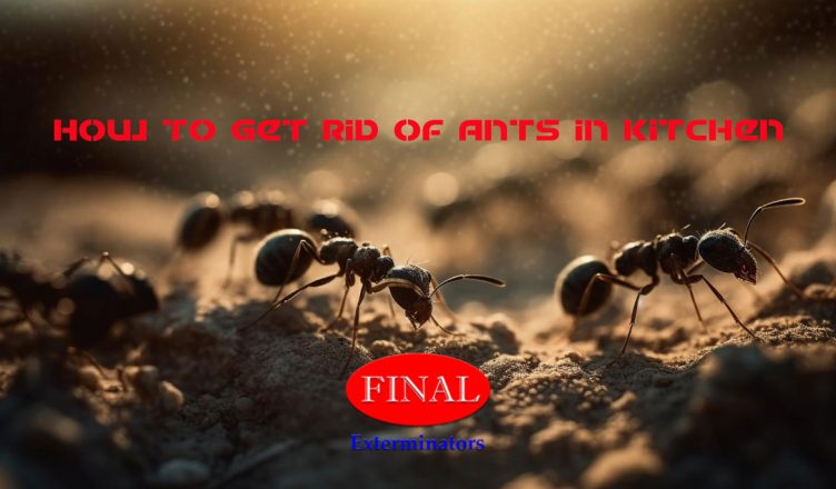 Ant Control in Kitchen, Moreno Valley and Riverside