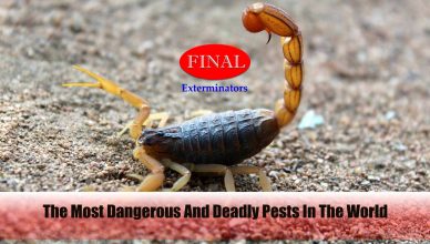 The Most Dangerous And Deadly Pests In The World: Common Throughout Southern California