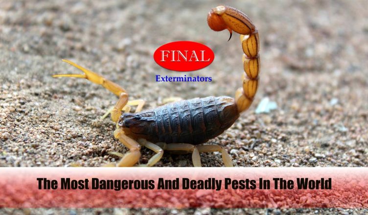 The Most Dangerous And Deadly Pests In The World: Common Throughout Southern California