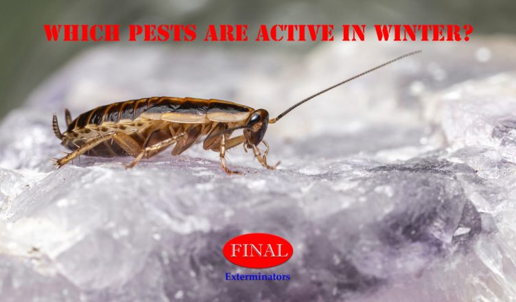 Winter Pest Control in Moreno Valley and Riverside, CA