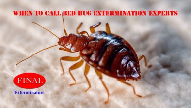 Bed Bug Extermination in Moreno Valley and Riverside, CA